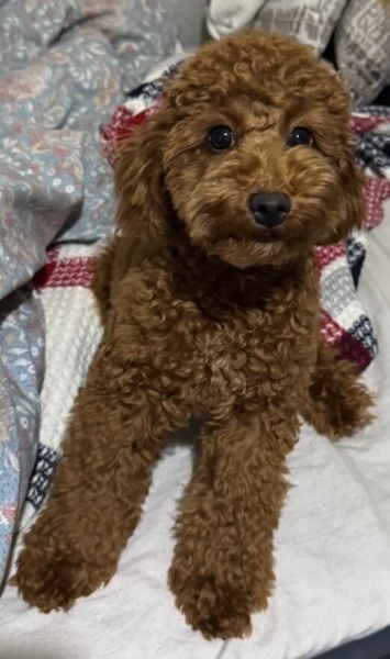Poodle (Minyatür Kaniş), Köpek  Linda fotoğrafı