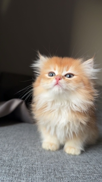 British Longhair, Kedi  Timbu fotoğrafı
