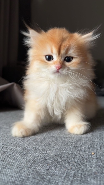 British Longhair, Kedi  Timbu fotoğrafı