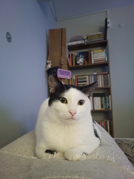 Tuxedo (Smokin) Kedi, Kedi  Malt fotoğrafı