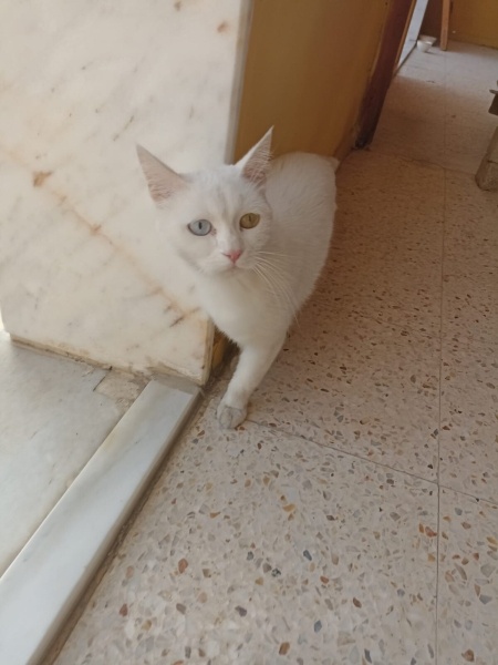 Van Kedisi, Kedi  pamuk fotoğrafı