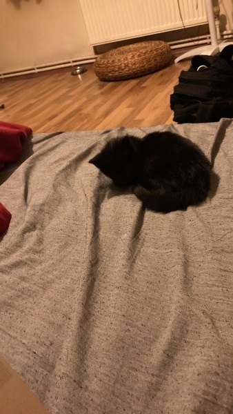 Bombay, Kedi  Gece fotoğrafı