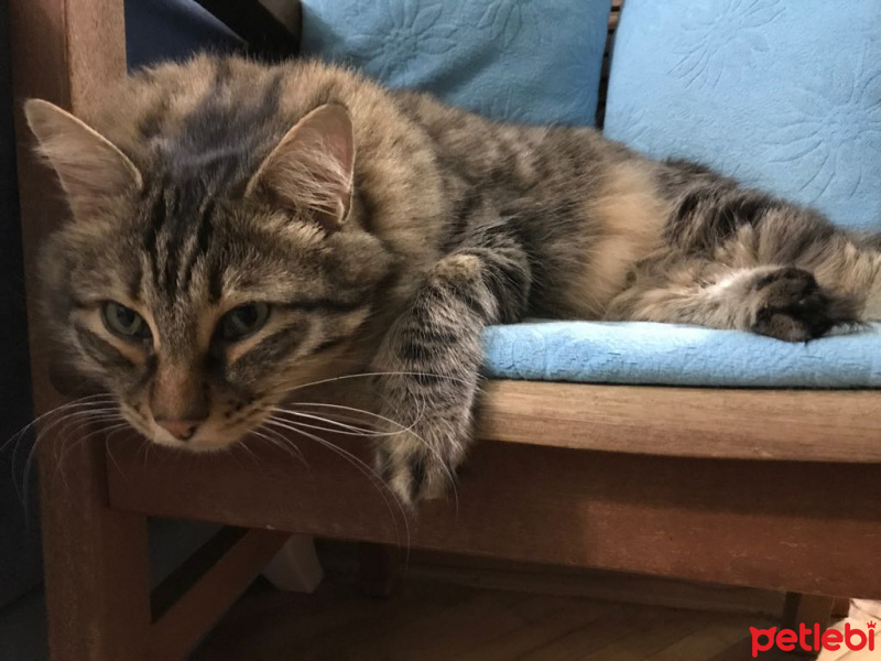 Tekir Kedi, Kedi  pekmez fotoğrafı