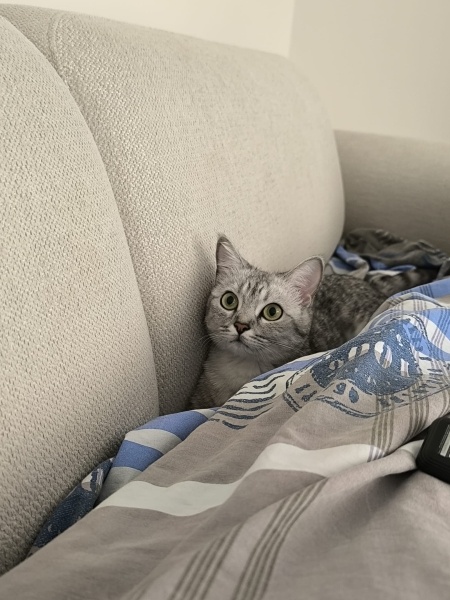 British Shorthair, Kedi  MİYA fotoğrafı