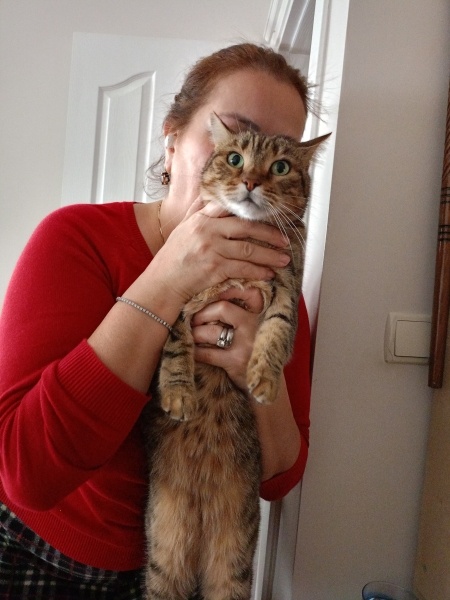 Tekir Kedi, Kedi  Yosma fotoğrafı