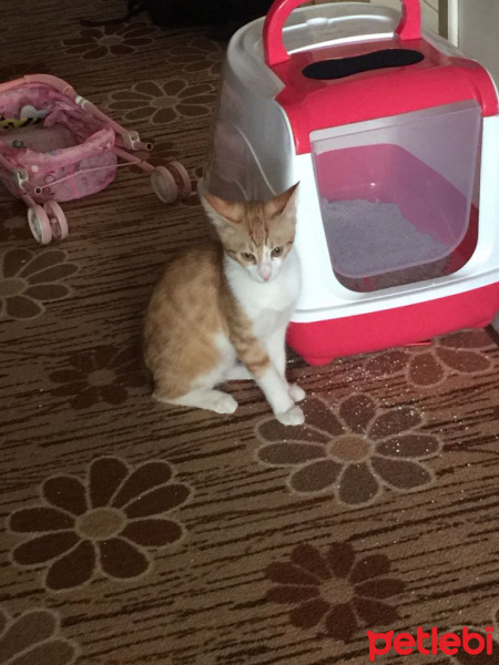 Tekir Kedi, Kedi  Mary fotoğrafı