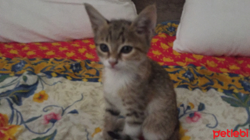 Tekir Kedi, Kedi  İzmir fotoğrafı