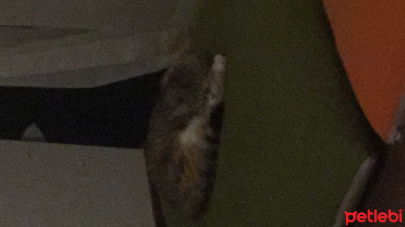 Tekir Kedi, Kedi  İzmir fotoğrafı