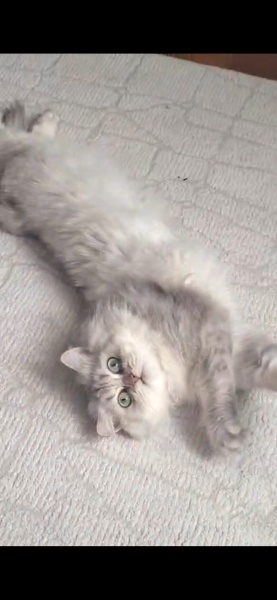 British Longhair, Kedi  Çakıl fotoğrafı