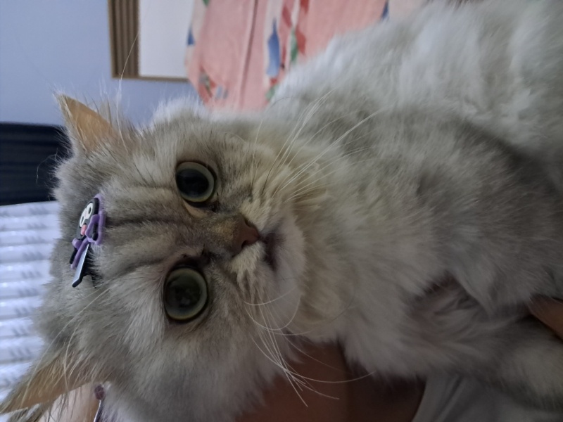 British Longhair, Kedi  Çakıl fotoğrafı
