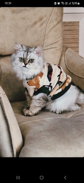 British Longhair, Kedi  Çakıl fotoğrafı