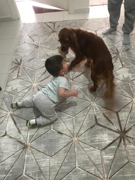 Amerikan Cocker Spaniel, Köpek  Tarçın fotoğrafı
