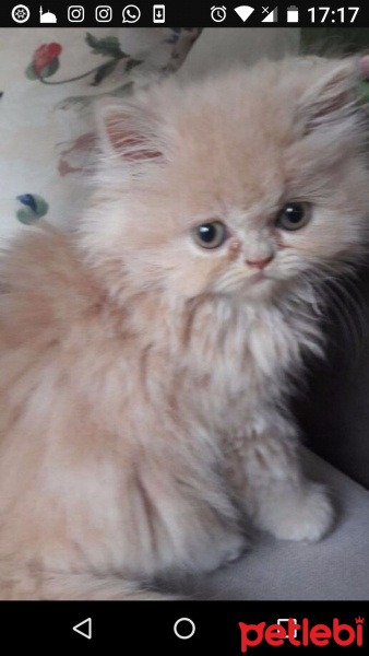İran Kedisi (Persian), Kedi  Pamuk fotoğrafı