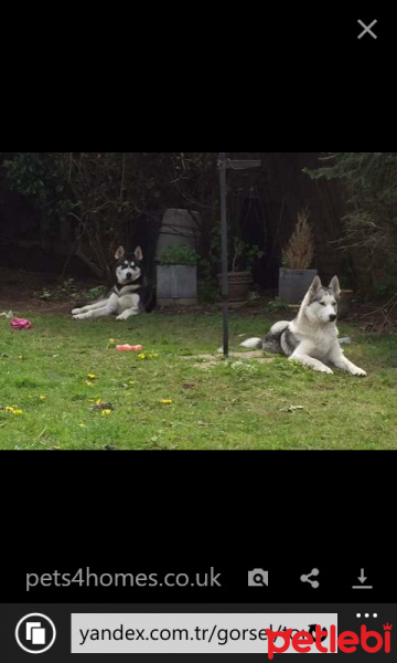 Sibirya Kurdu (Husky), Köpek  börü fotoğrafı
