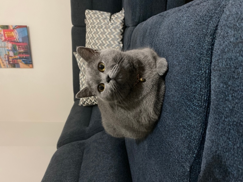 British Shorthair, Kedi  Mırmır fotoğrafı