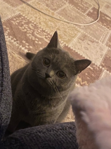 British Shorthair, Kedi  Mırmır fotoğrafı