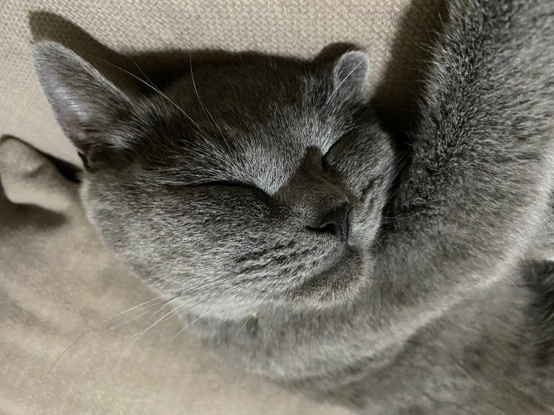 British Shorthair, Kedi  Mırmır fotoğrafı
