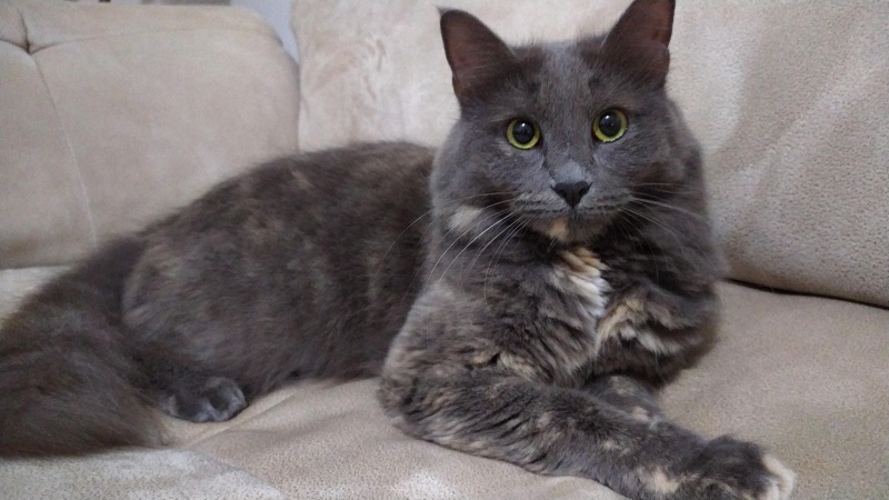 Tekir Kedi, Kedi  Çakıl fotoğrafı