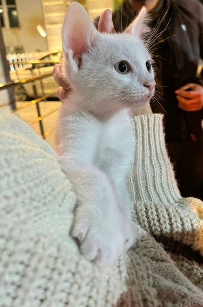 Van Kedisi, Kedi  Milky fotoğrafı