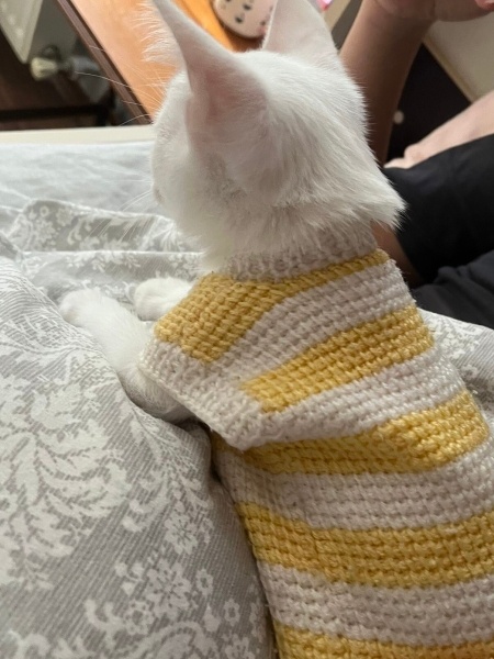 Van Kedisi, Kedi  Milky fotoğrafı