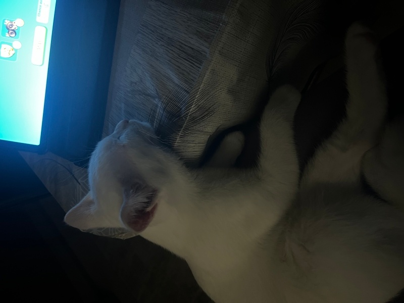 Van Kedisi, Kedi  Milky fotoğrafı