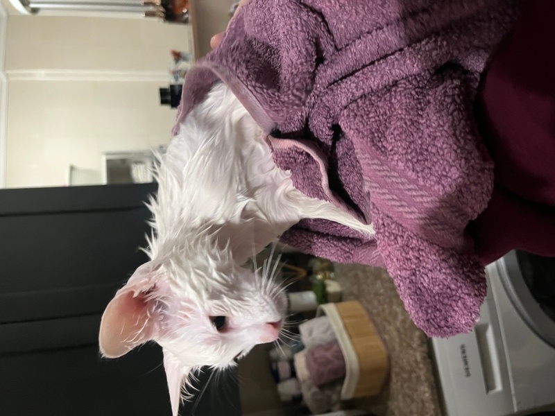 Van Kedisi, Kedi  Milky fotoğrafı