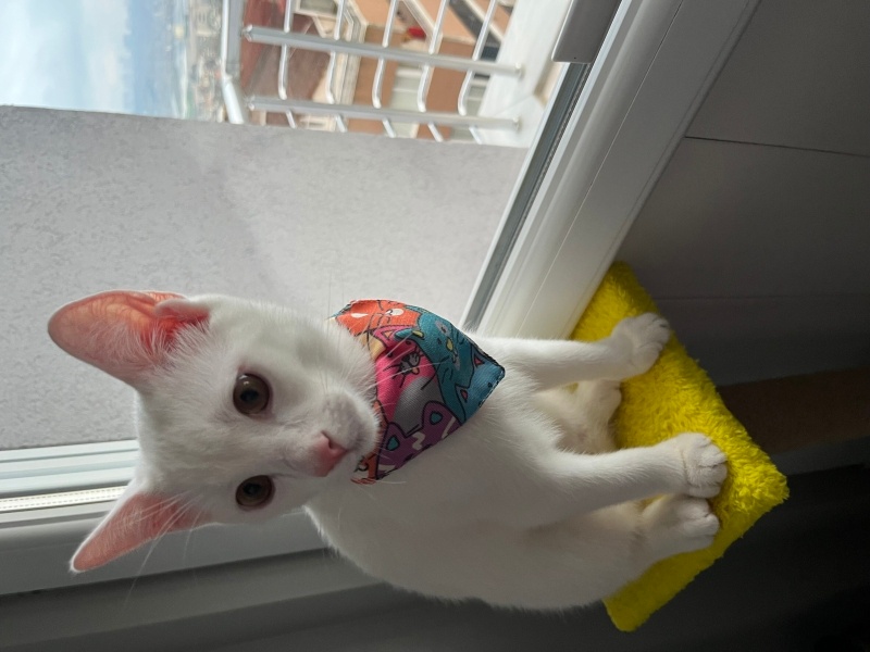 Van Kedisi, Kedi  Milky fotoğrafı