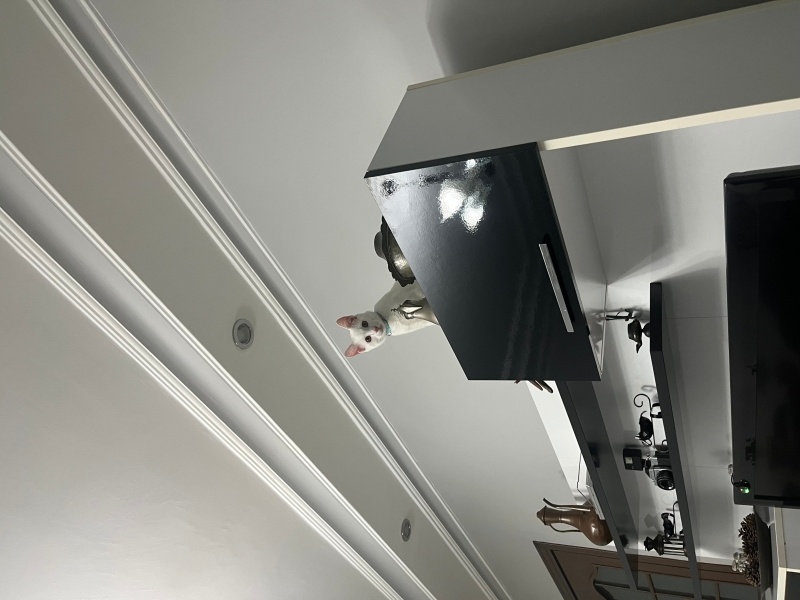 Van Kedisi, Kedi  Milky fotoğrafı