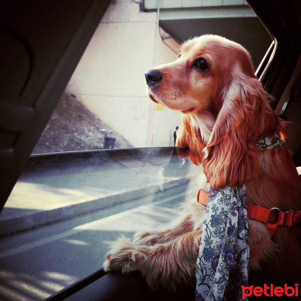 İngiliz Cocker Spaniel, Köpek  Pasha fotoğrafı