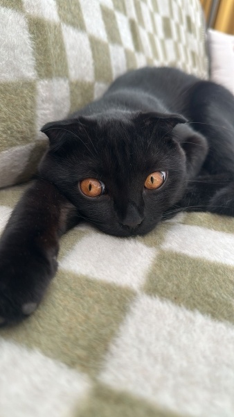 Scottish Fold, Kedi  Kadife fotoğrafı