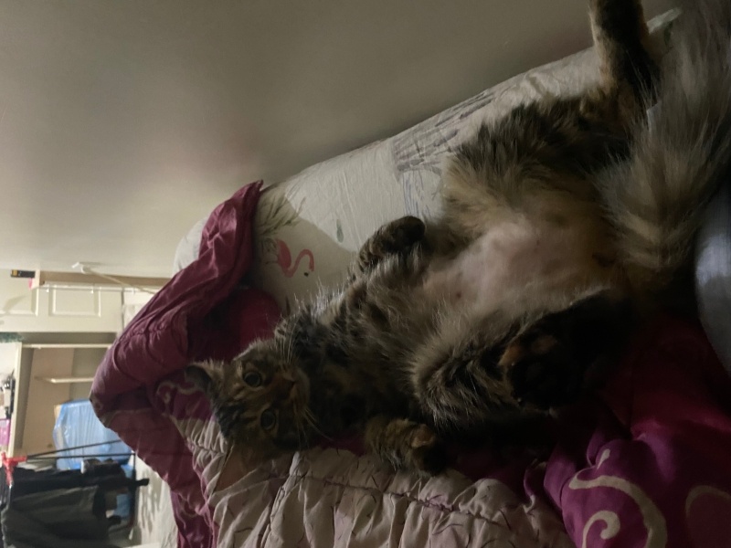 Tekir Kedi, Kedi  Feru fotoğrafı