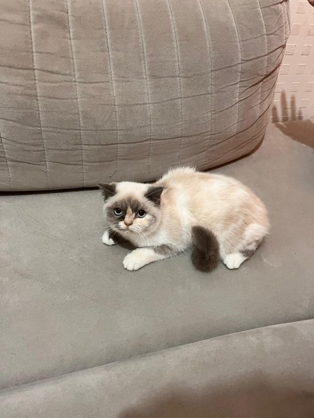 British Longhair, Kedi  Şirin fotoğrafı