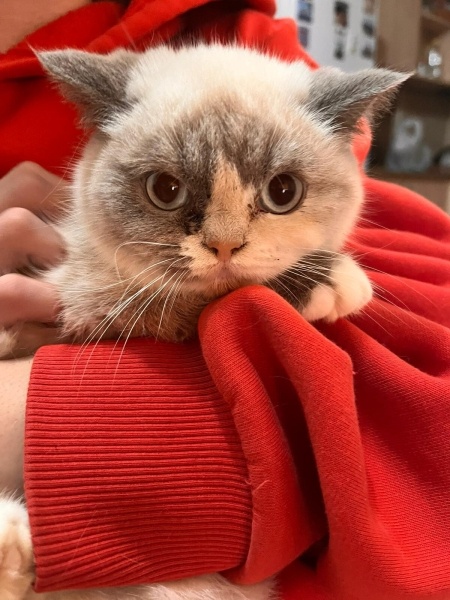 British Longhair, Kedi  Şirin fotoğrafı
