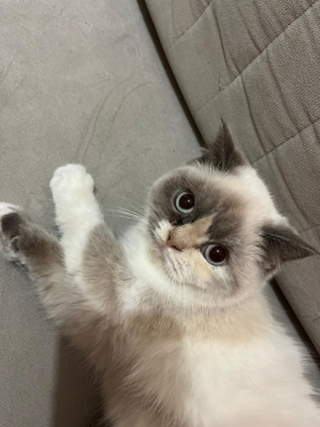British Longhair, Kedi  Şirin fotoğrafı