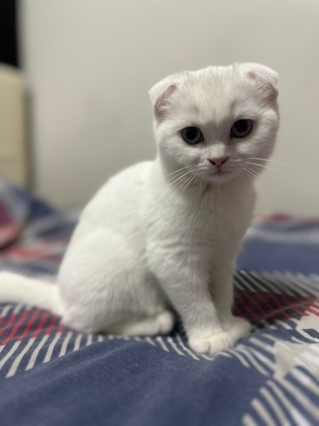 Scottish Fold, Kedi  SÜTLAÇ fotoğrafı