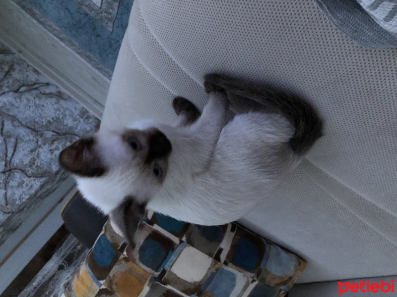 Siyam Kedisi, Kedi  Şila fotoğrafı