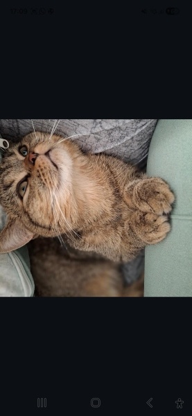 British Shorthair, Kedi  Mars fotoğrafı