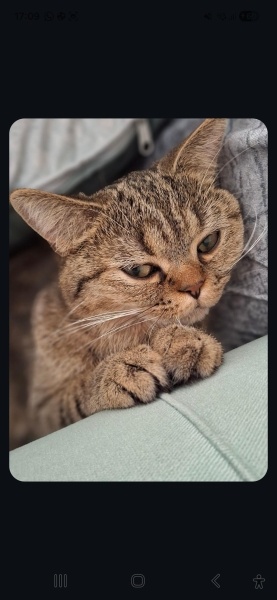 British Shorthair, Kedi  Mars fotoğrafı