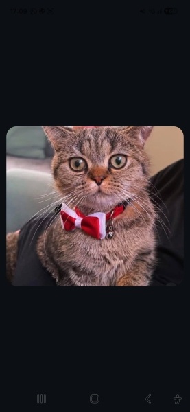 British Shorthair, Kedi  Mars fotoğrafı