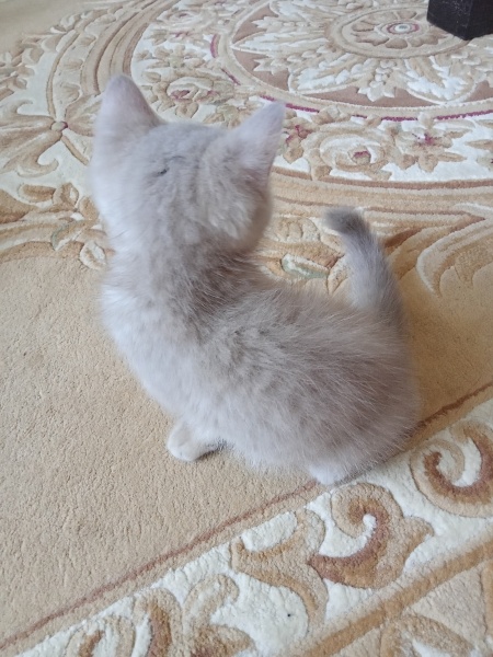 British Shorthair, Kedi  Atlas fotoğrafı