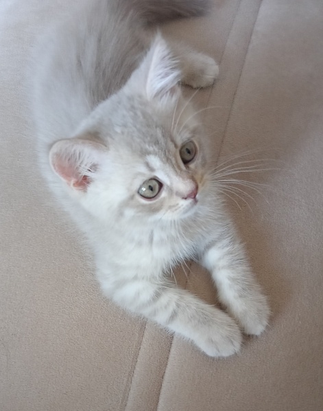 British Shorthair, Kedi  Atlas fotoğrafı