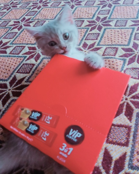 British Shorthair, Kedi  Atlas fotoğrafı