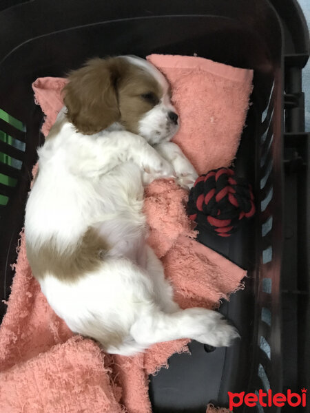 Cavalier King Charles Spanieli, Köpek  Misto fotoğrafı