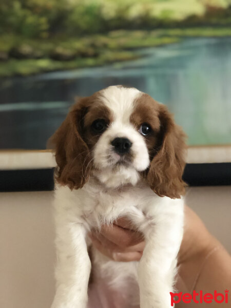 Cavalier King Charles Spanieli, Köpek  Misto fotoğrafı