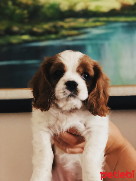 Cavalier King Charles Spanieli, Köpek  Misto fotoğrafı