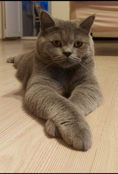 British Shorthair, Kedi  bob marley fotoğrafı