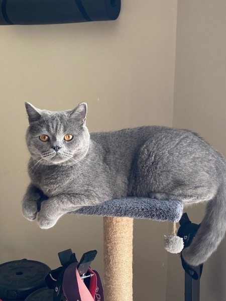 British Shorthair, Kedi  bob marley fotoğrafı