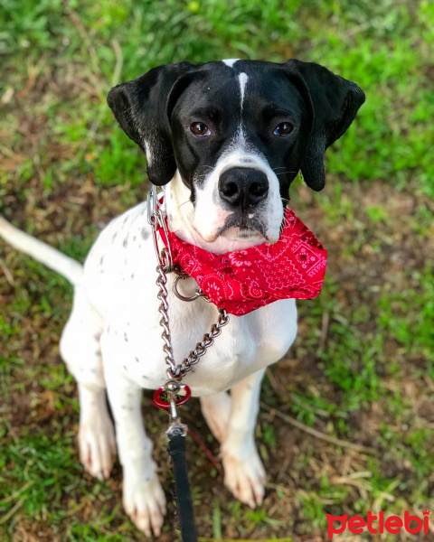 Pointer, Köpek  Uzay fotoğrafı