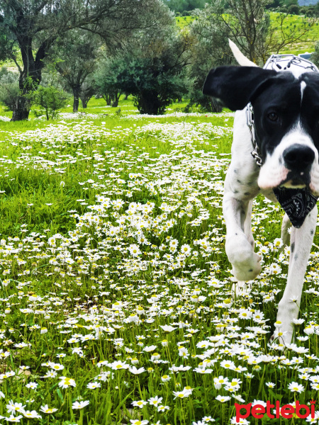 Pointer, Köpek  Uzay fotoğrafı