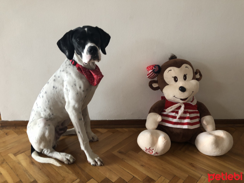 Pointer, Köpek  Uzay fotoğrafı